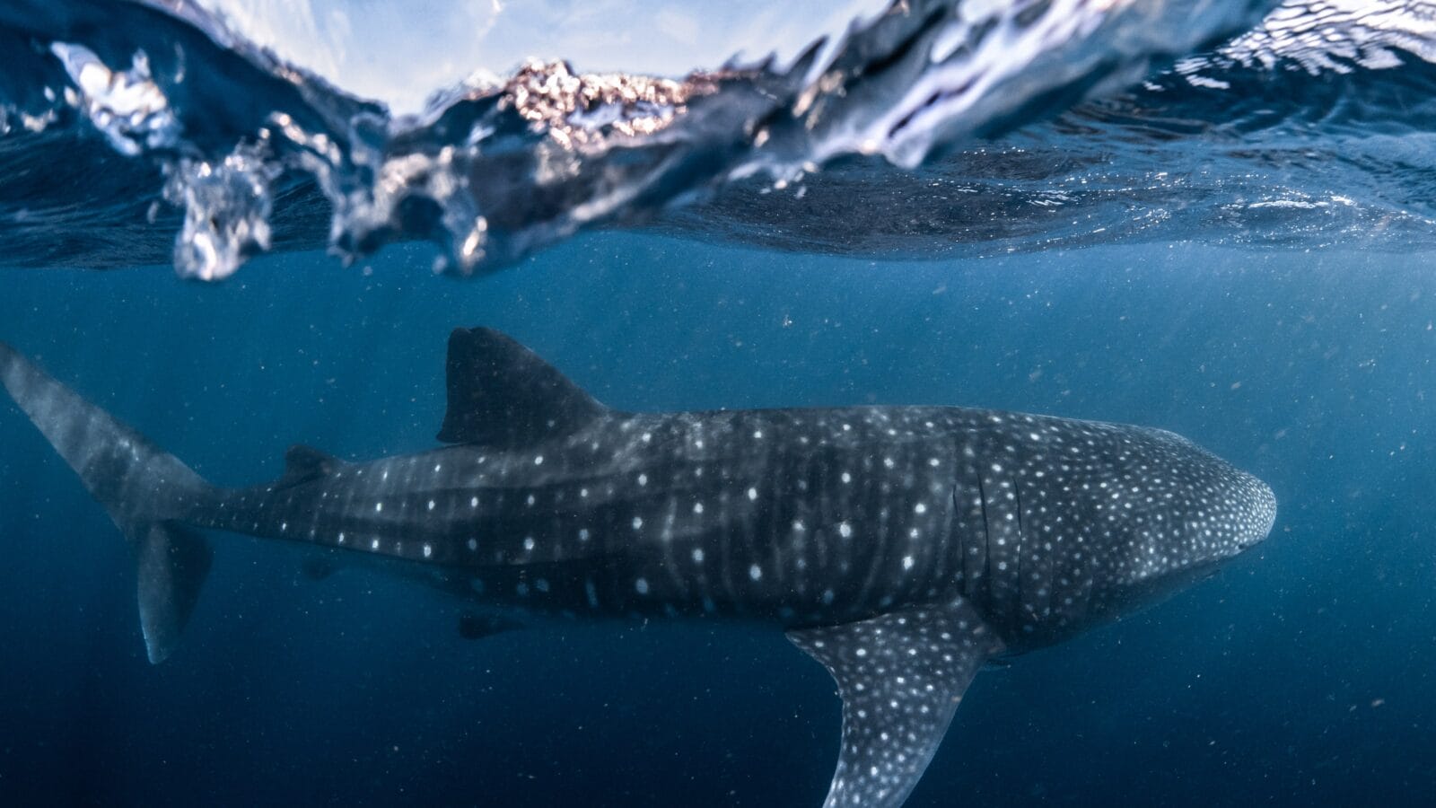 Whale shark in Ningaloo Reef in Australia