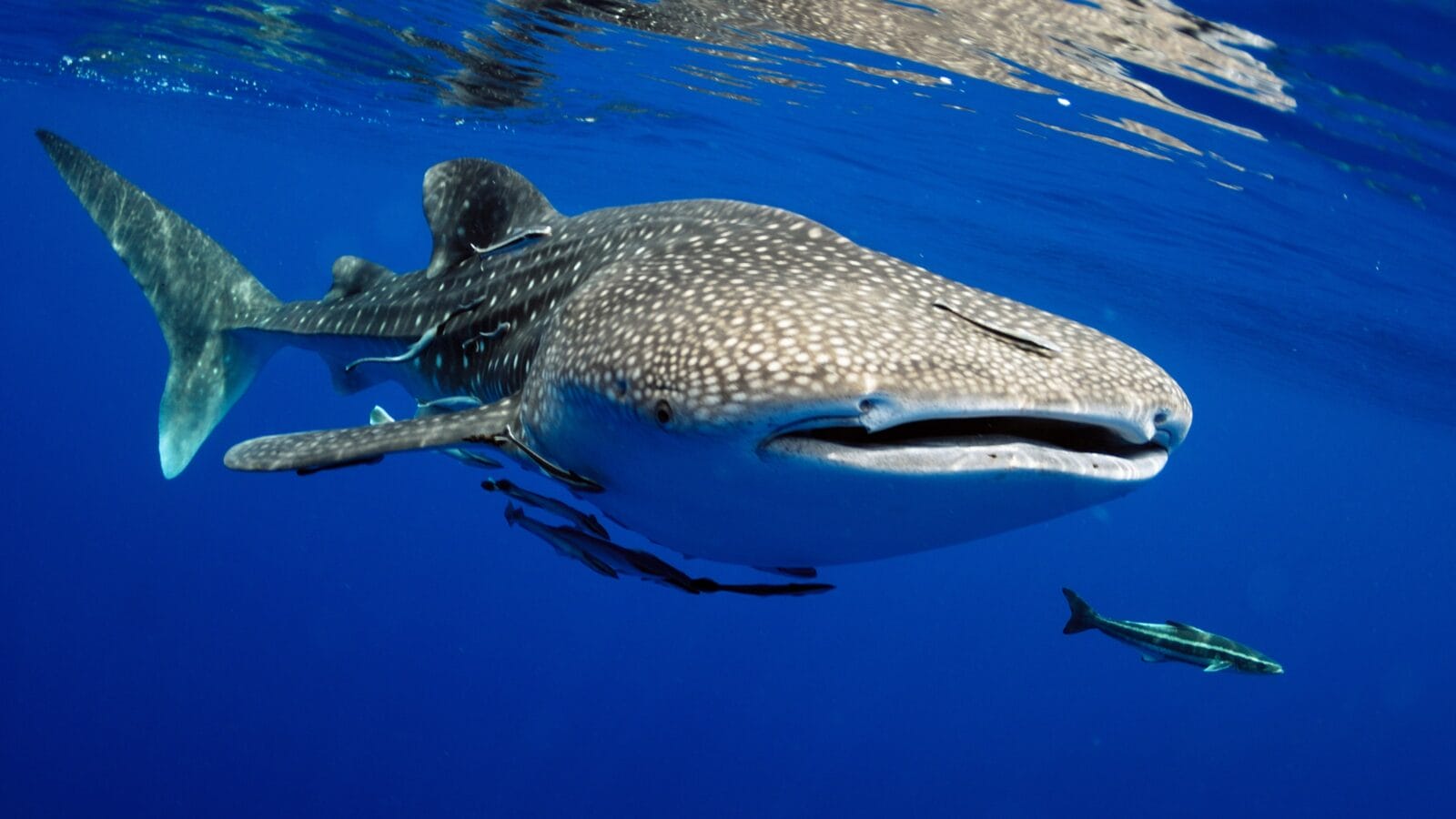 Whale Shark