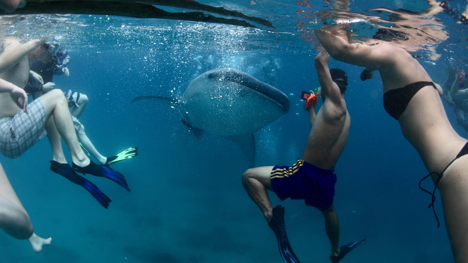 Group of people with a whale shark.