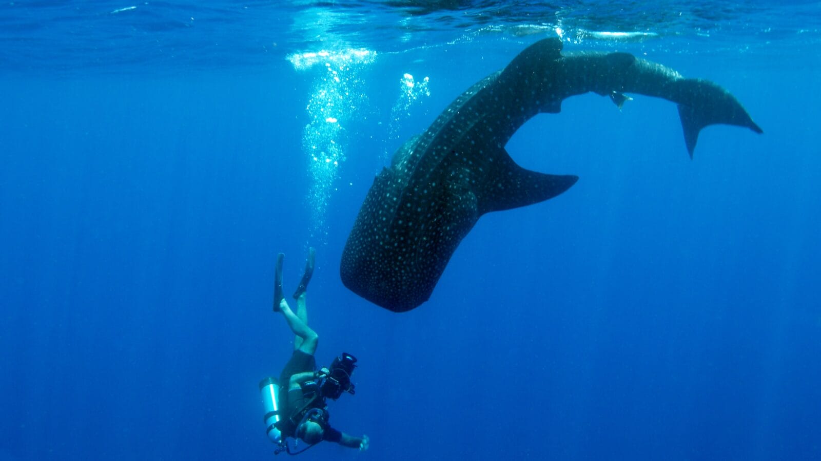 Scuba diver taking a picture of a whale shark.