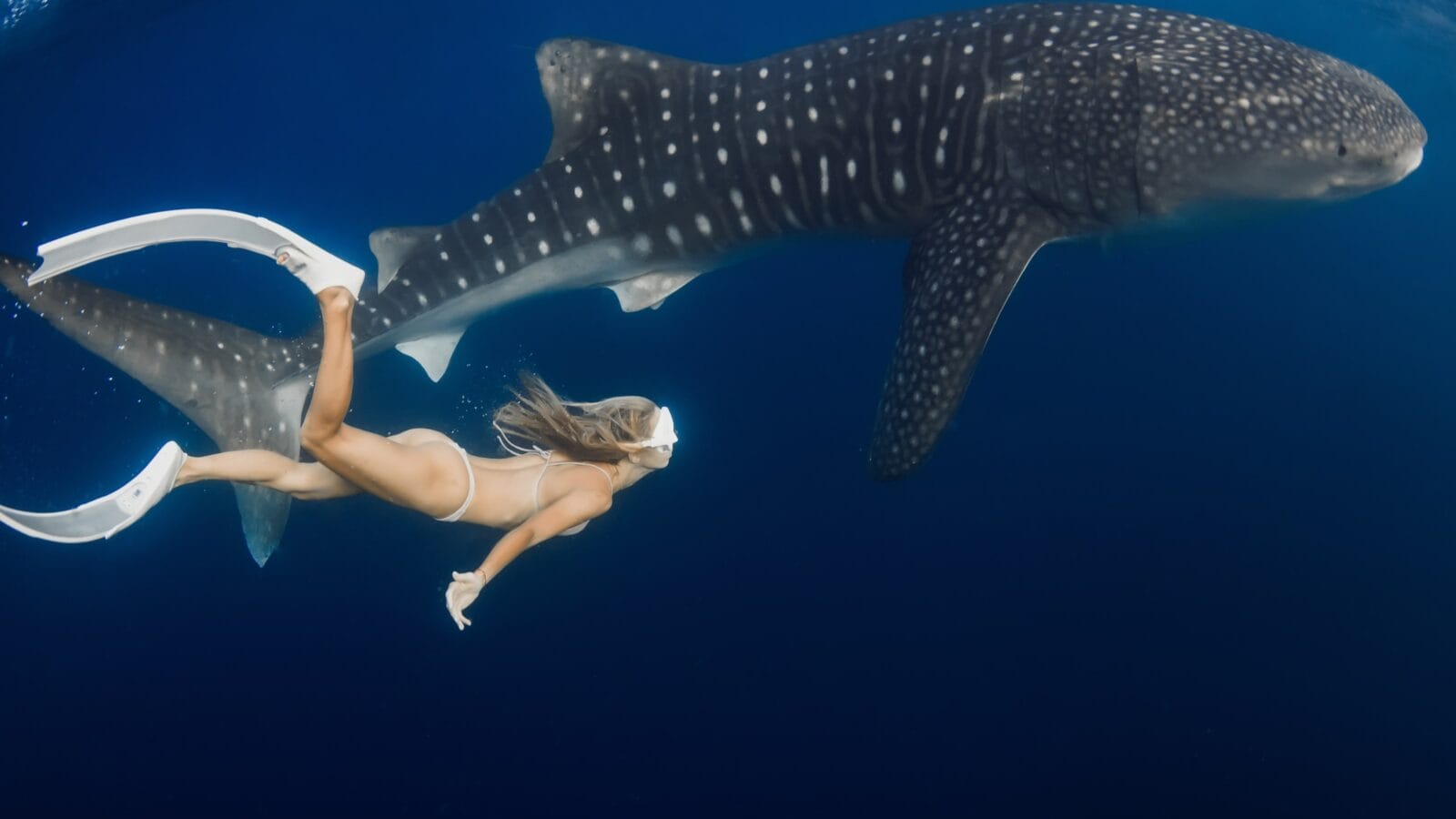 Free diving with a whale shark.