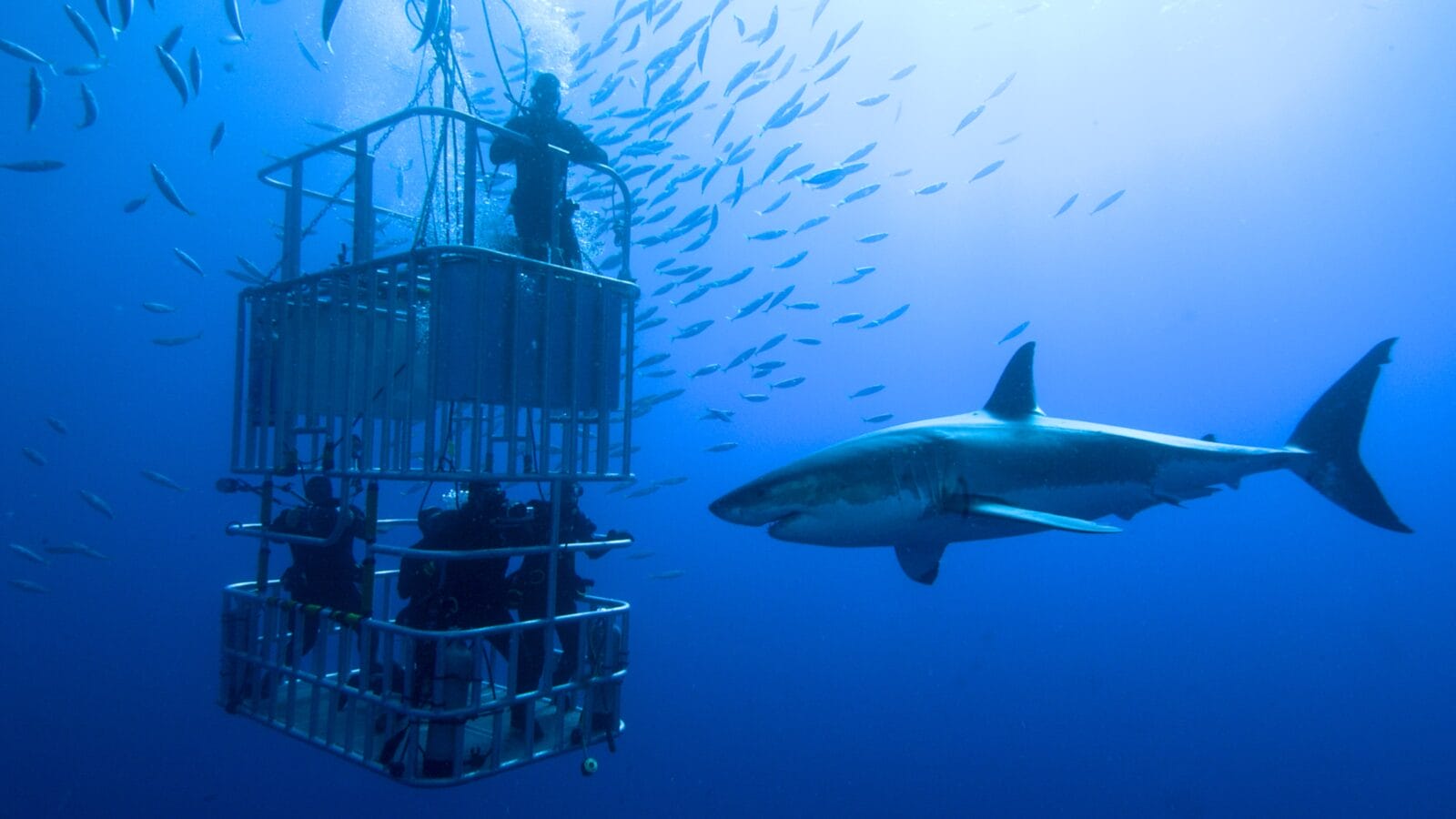 Scuba divers cage diving with a great white shark.