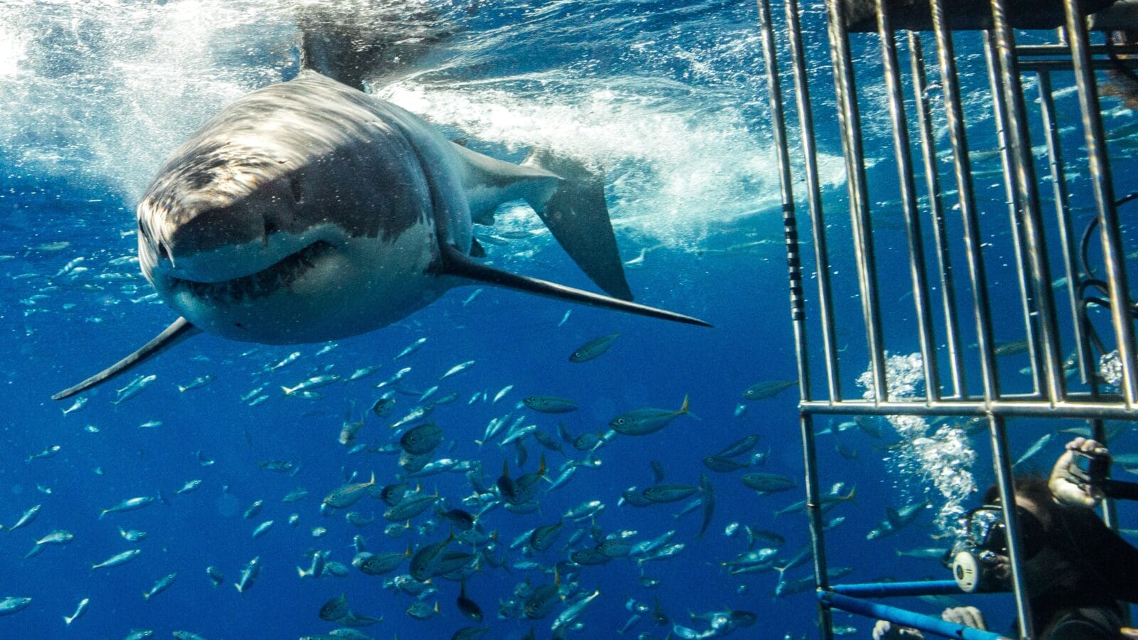 Cage diving with a great white shark.