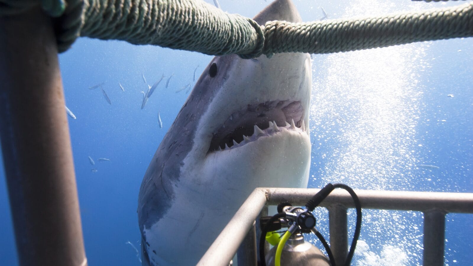 Cage diving with a great white shark.