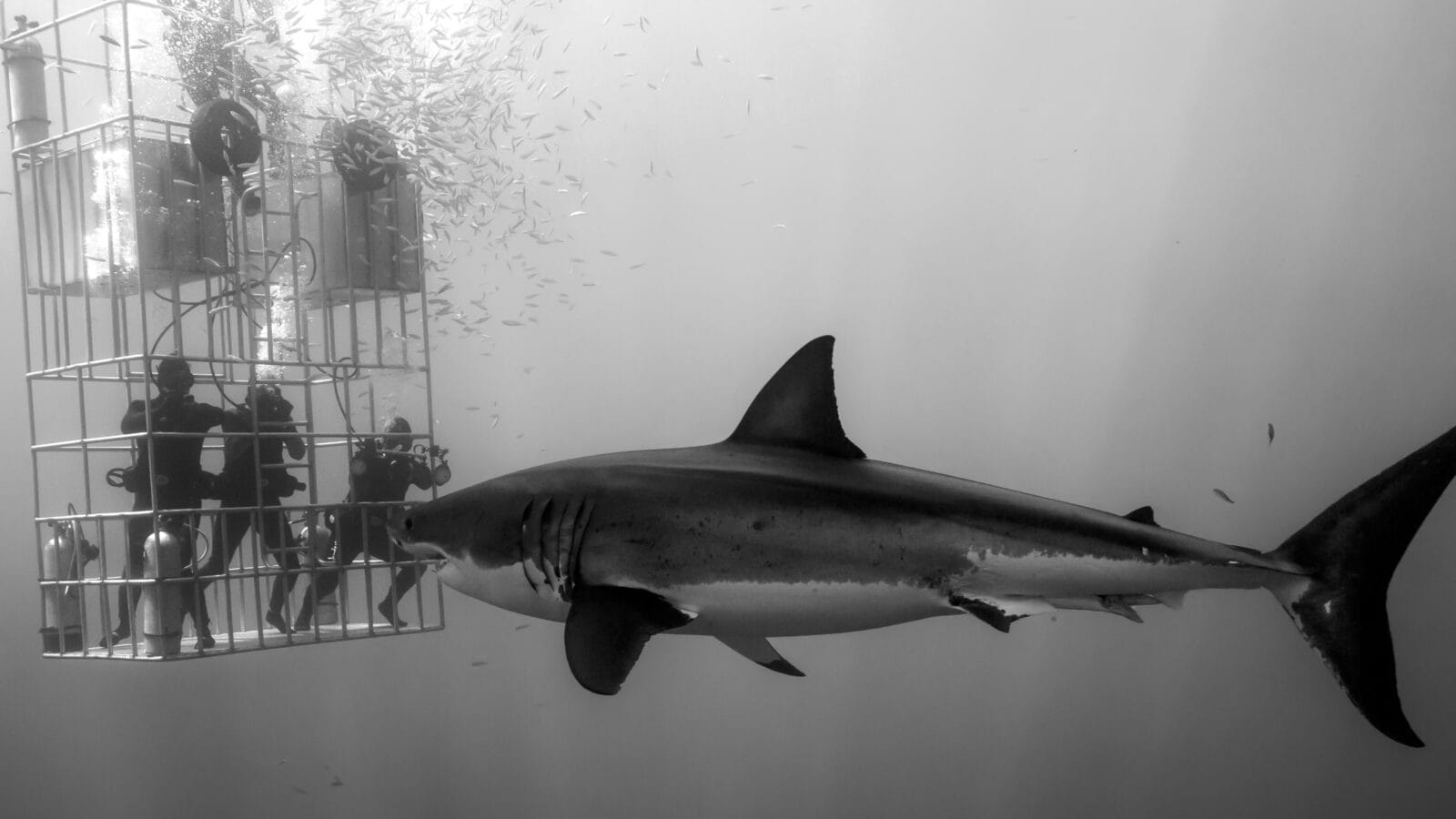 Scuba divers cage diving with a great white shark near Guadalupe Island, Mexico