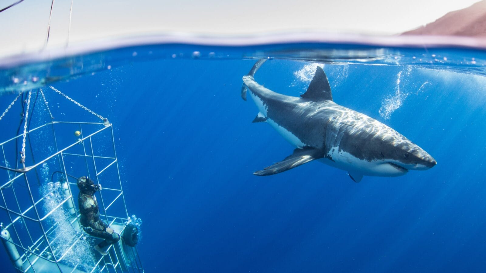 Cage diving with a great white shark.