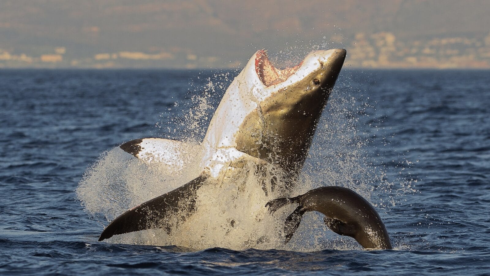 A great white shark breaching the water to get a seal.