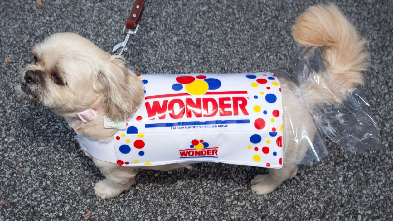 Muffin wearing a Wonder Bread costume.