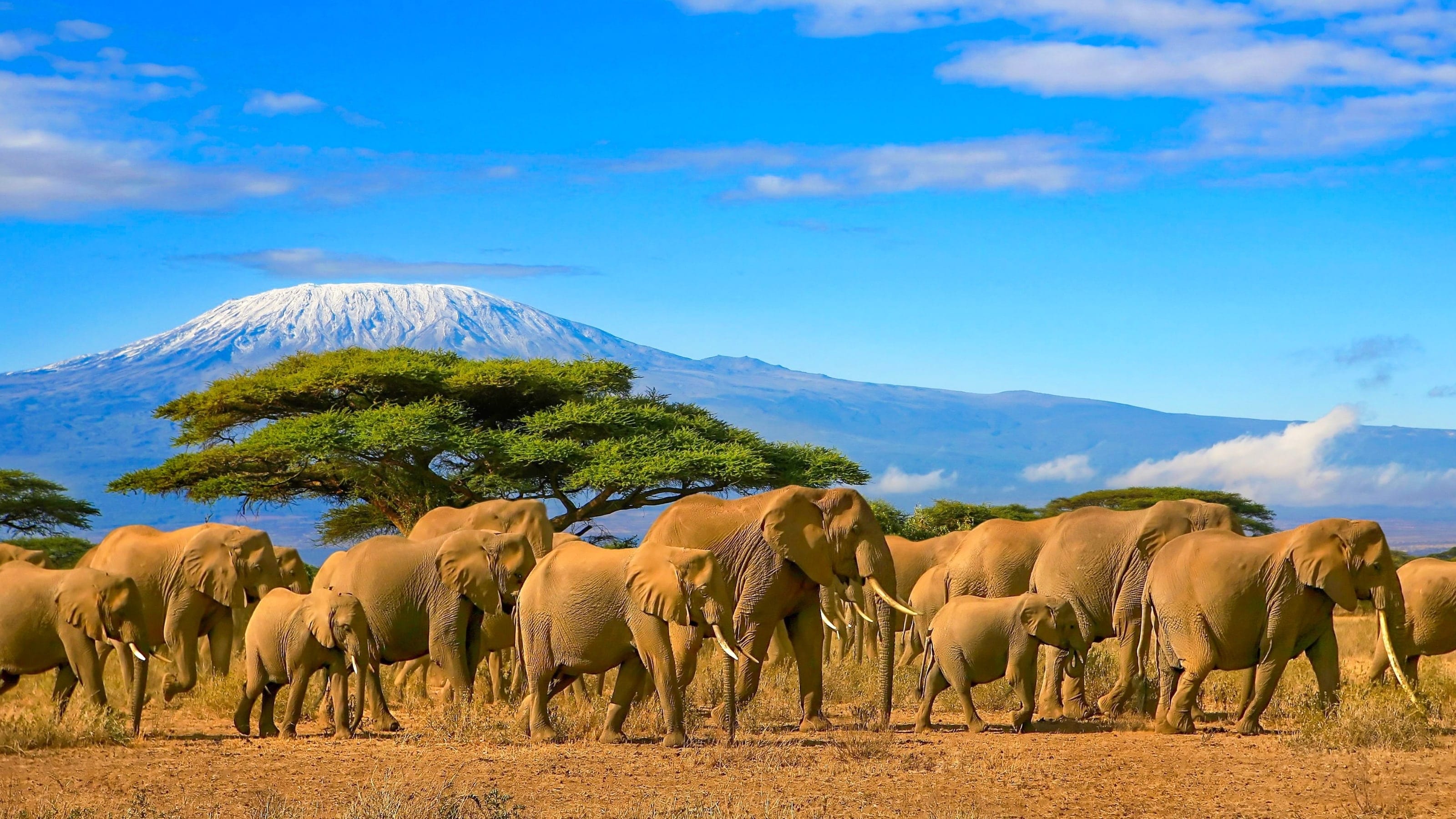 Elephants in front of Mount Kilimanjaro in Tanzania