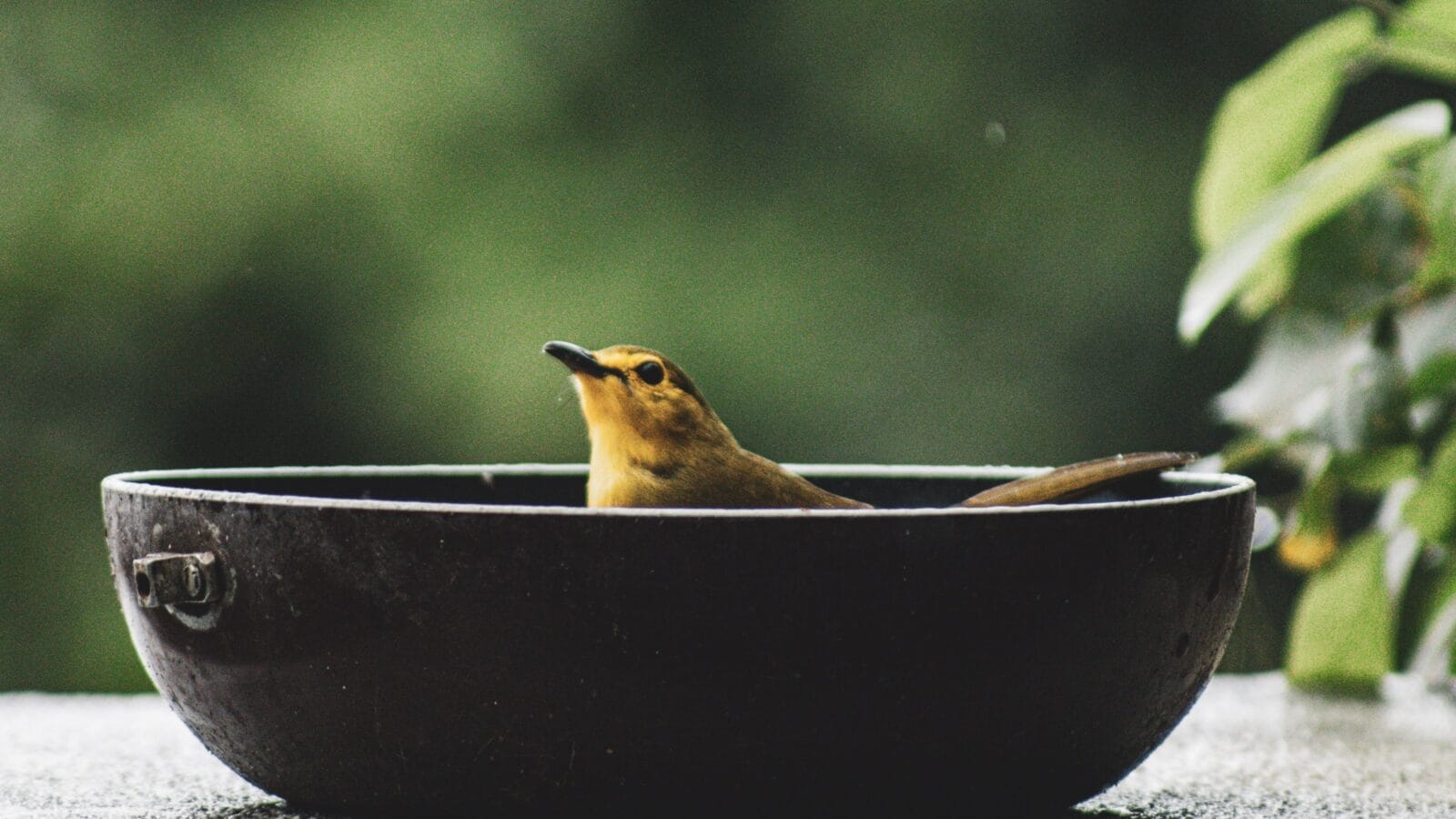 Bird in a pot of water