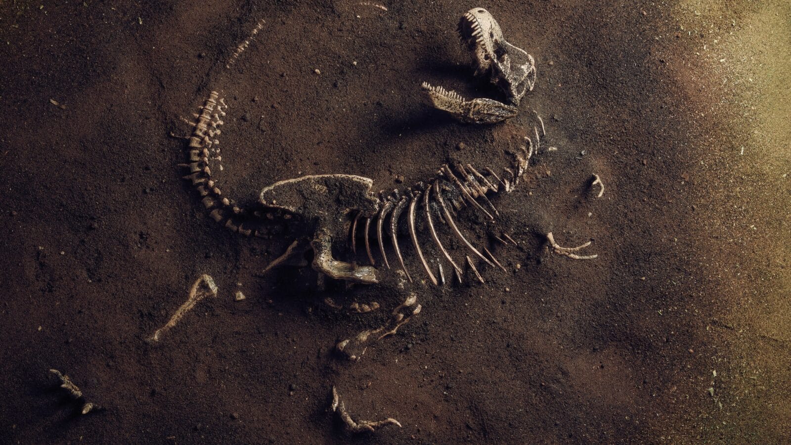 Dinosaur Fossil