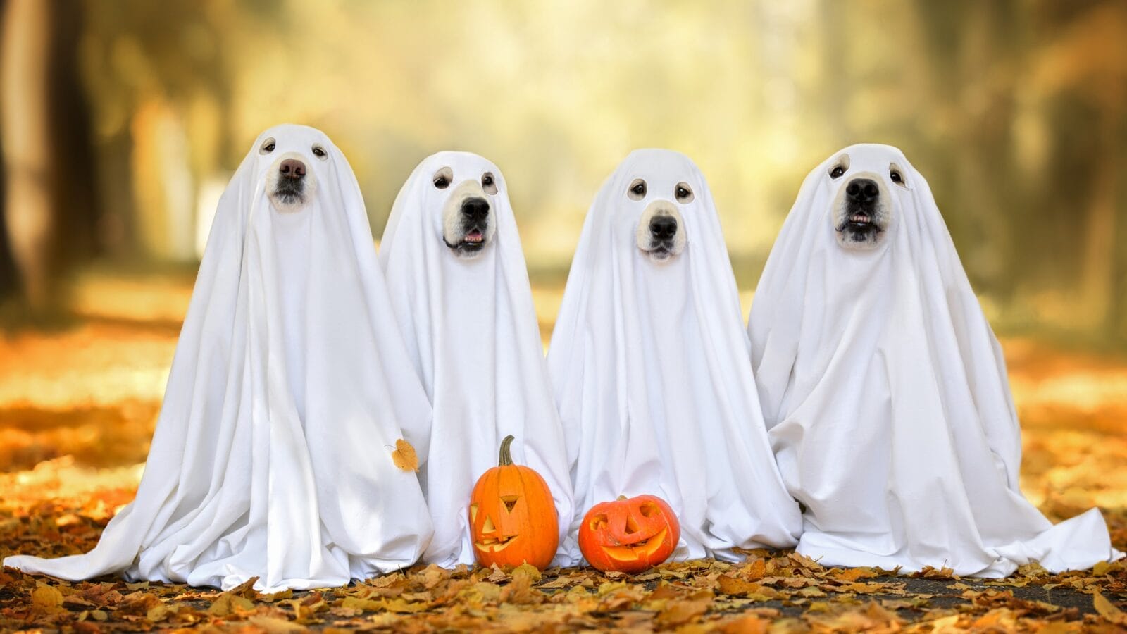 Dogs in ghost costumes