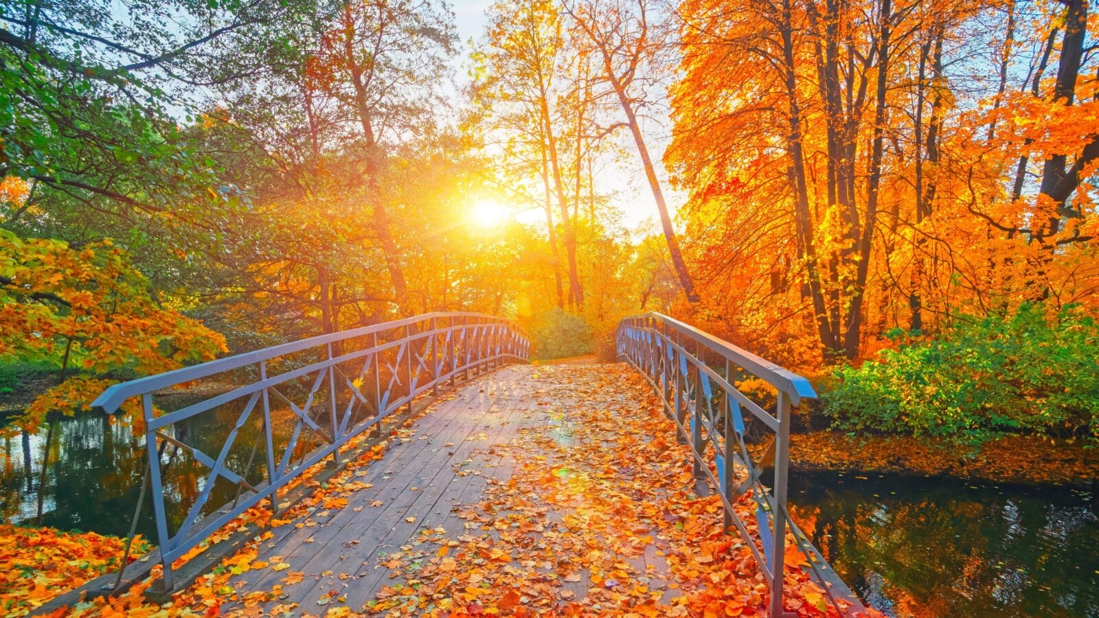 A bridge with leaves
