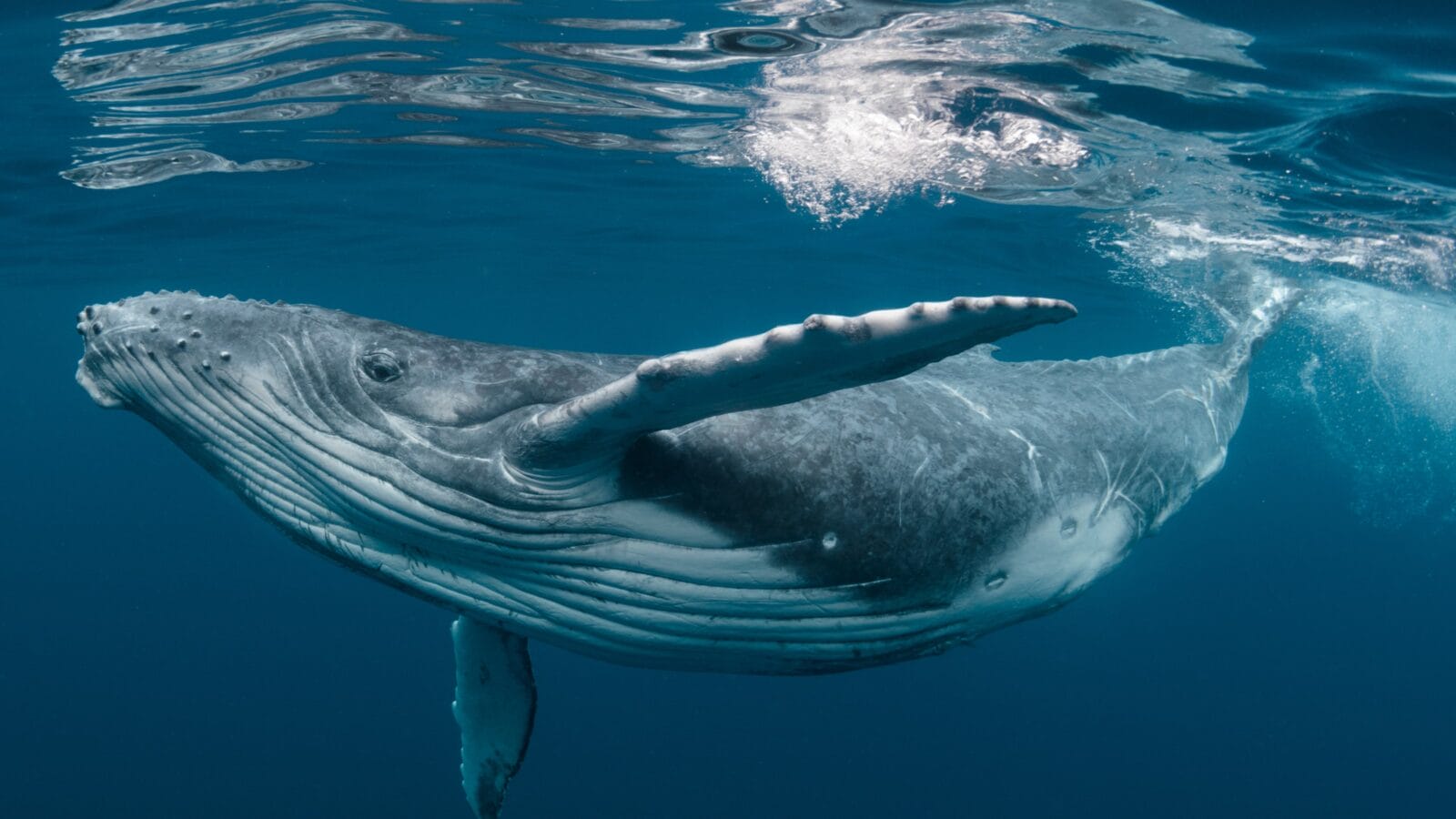 A baby humpback whale