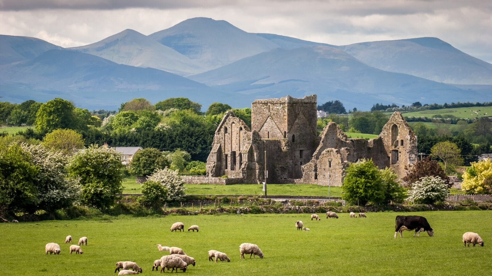 Sheep in front of some ruins in Ireland.