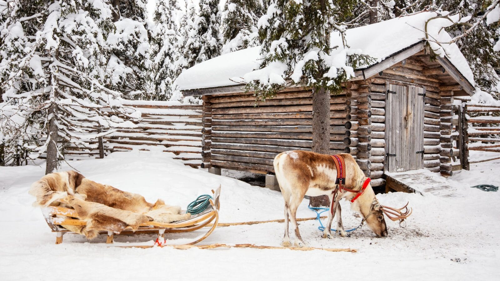 Reindeer in Lapland, Findland