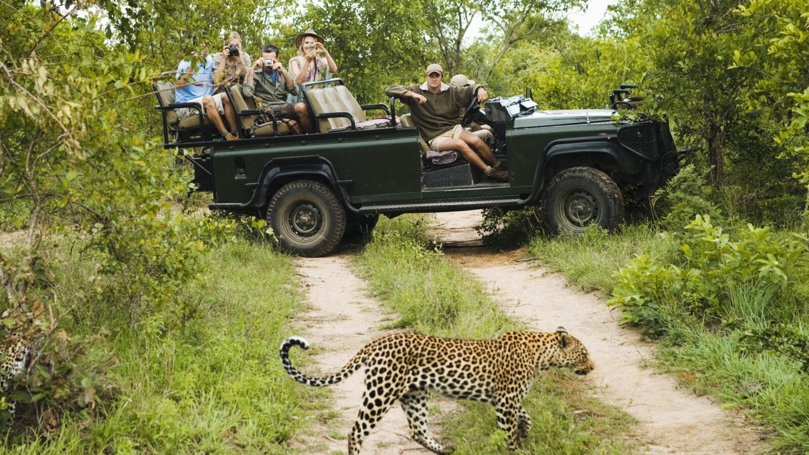 Leopard in South Africa