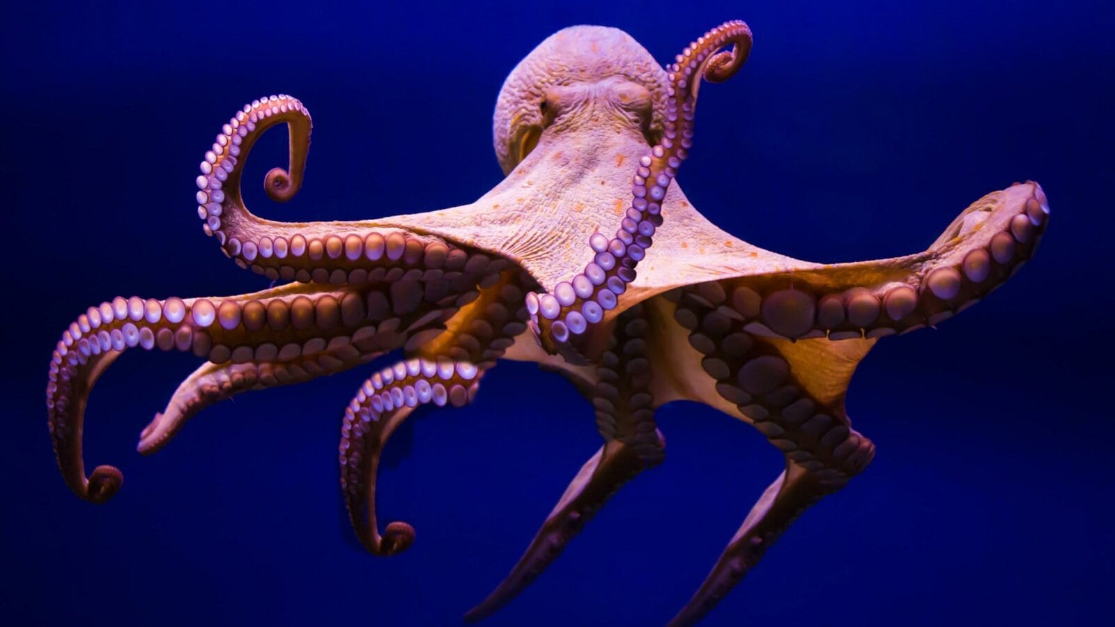 Octopus underwater