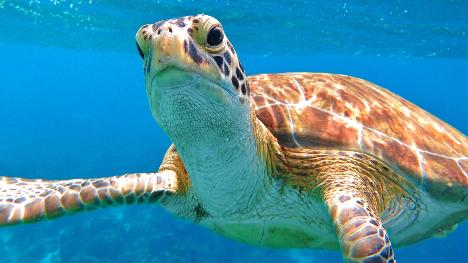Sea Turtle Underwater