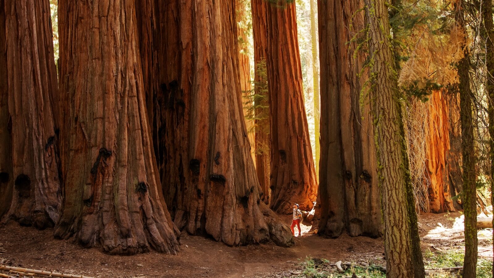 Sequoia national park