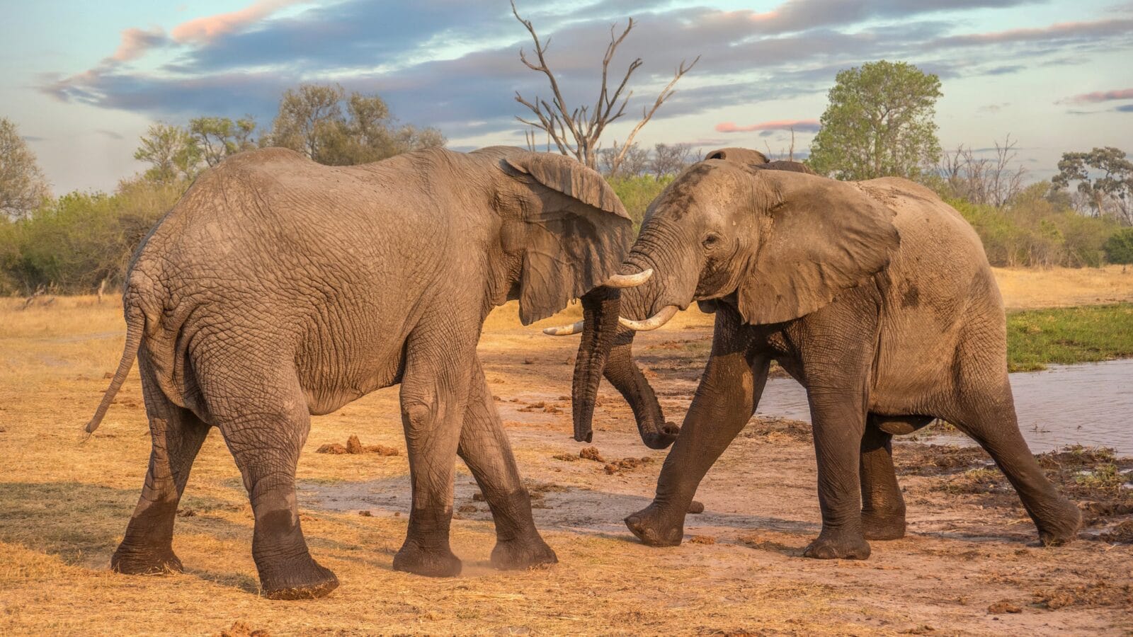Two elephants in Botswana