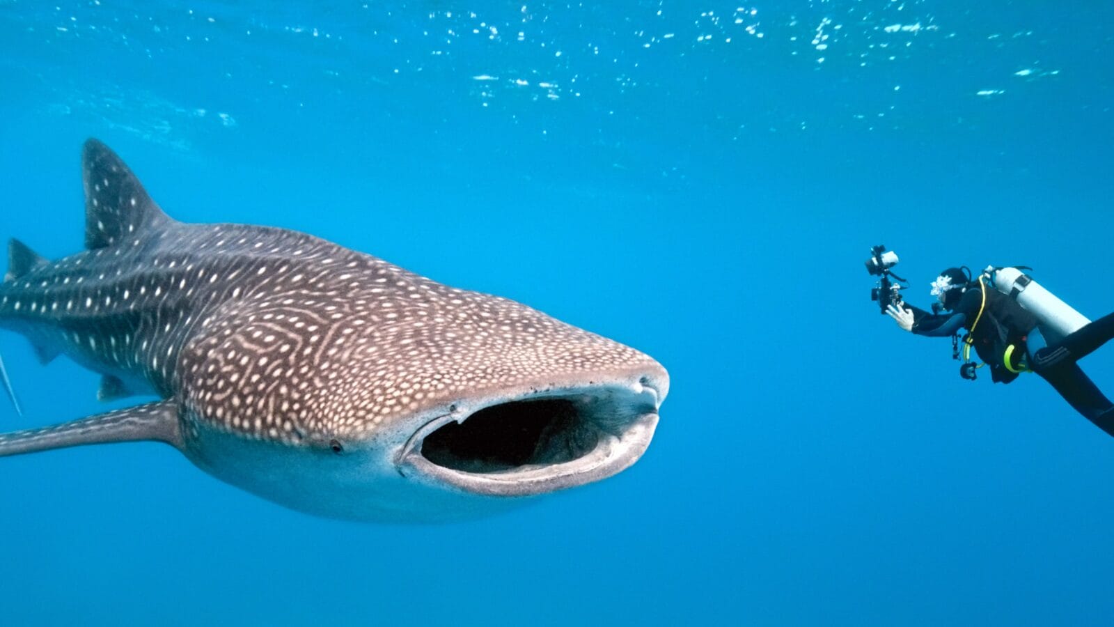 Whale shark and a scuba diver taking a picture.