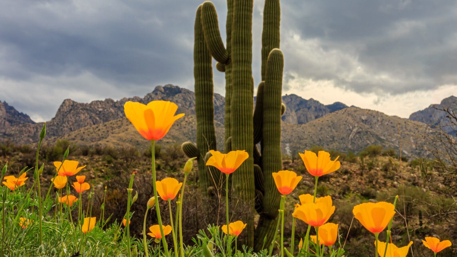 Sonoran Desert in Spring. Catalina State Park in southern Arizona.