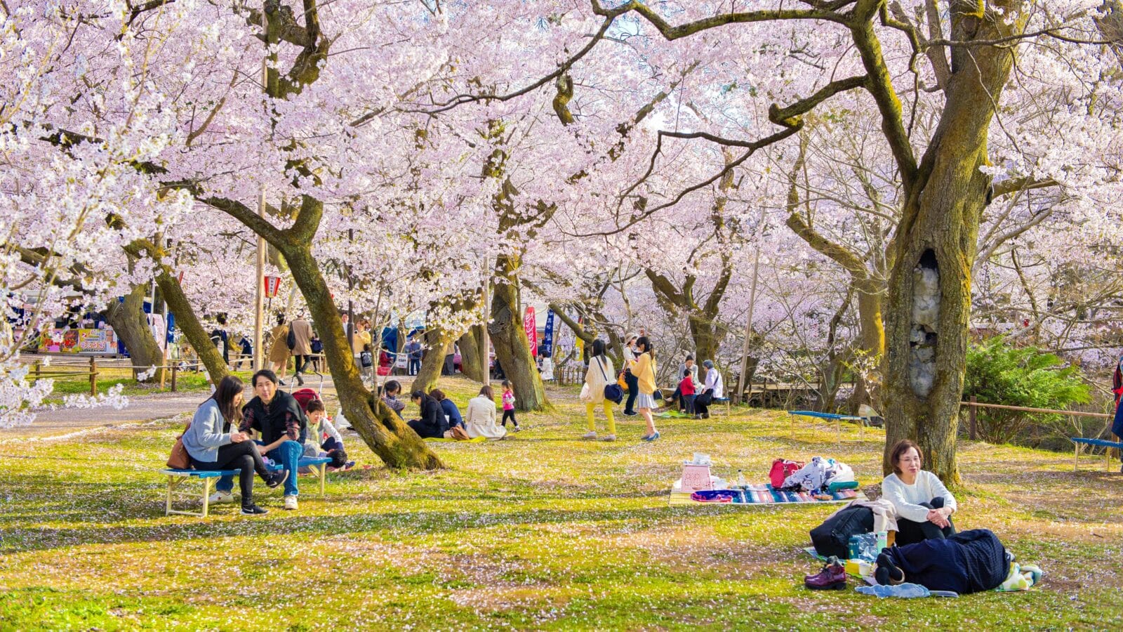 NAGANO,JAPAN-APRIL 10: People come to join and rest in the park on Hanami Cherry Blossom festival at Takato Castle Ruins Park, Nagano