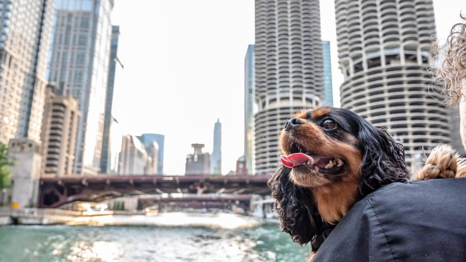 Dog in chicago