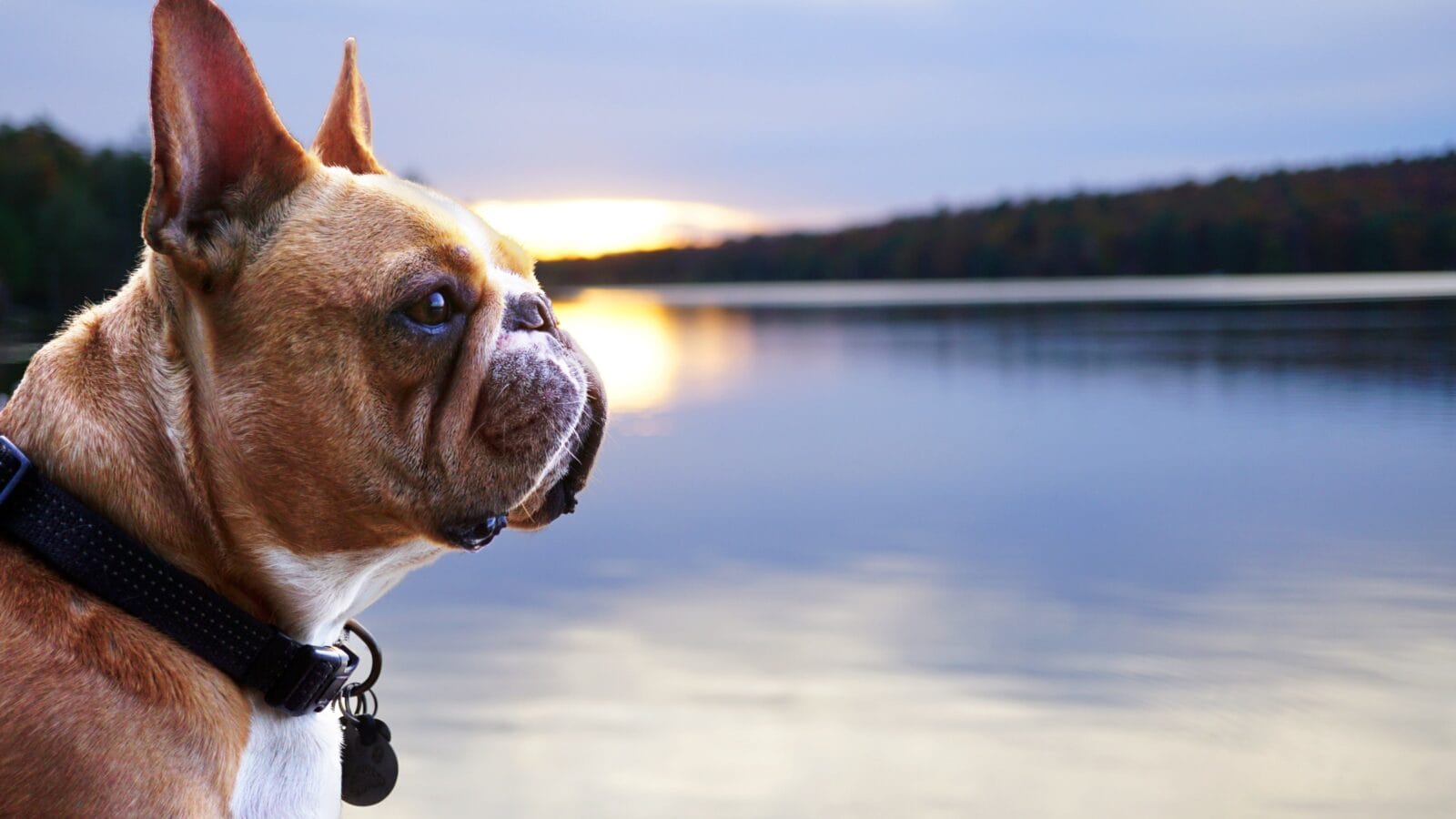 Dog on a lake.