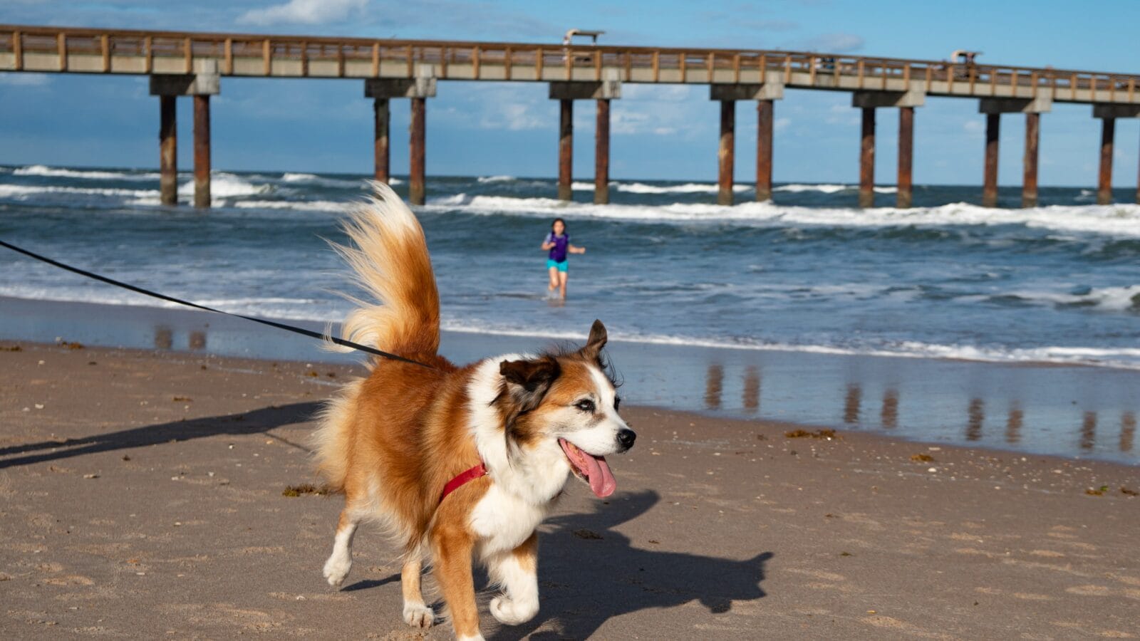 Dog on a beach in St Augustine, Florida