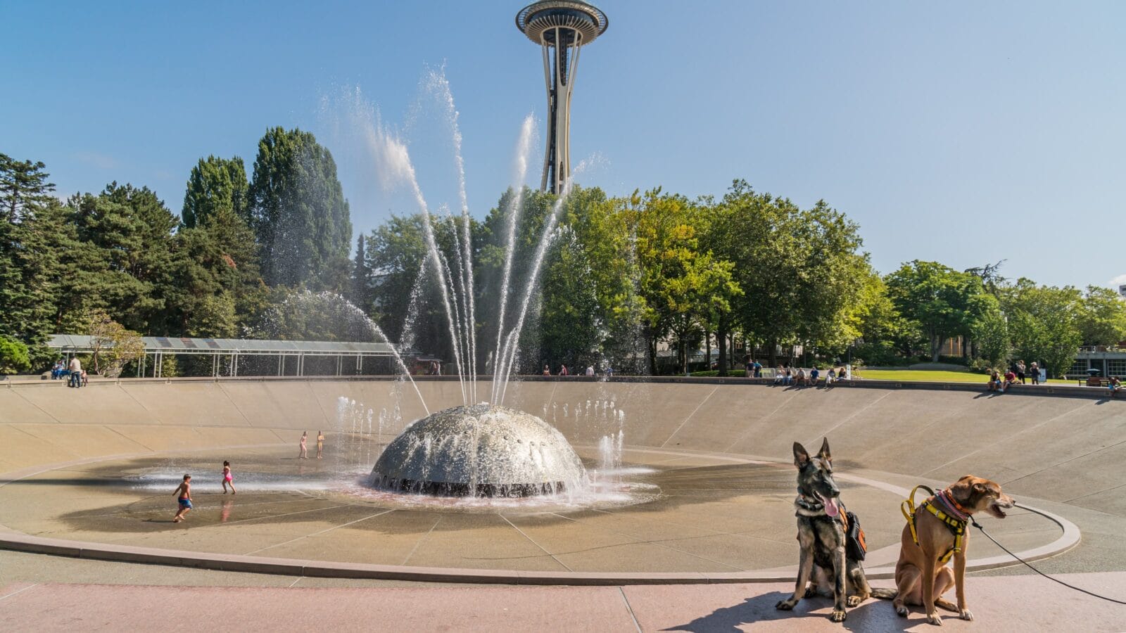 Dogs in Seattle.