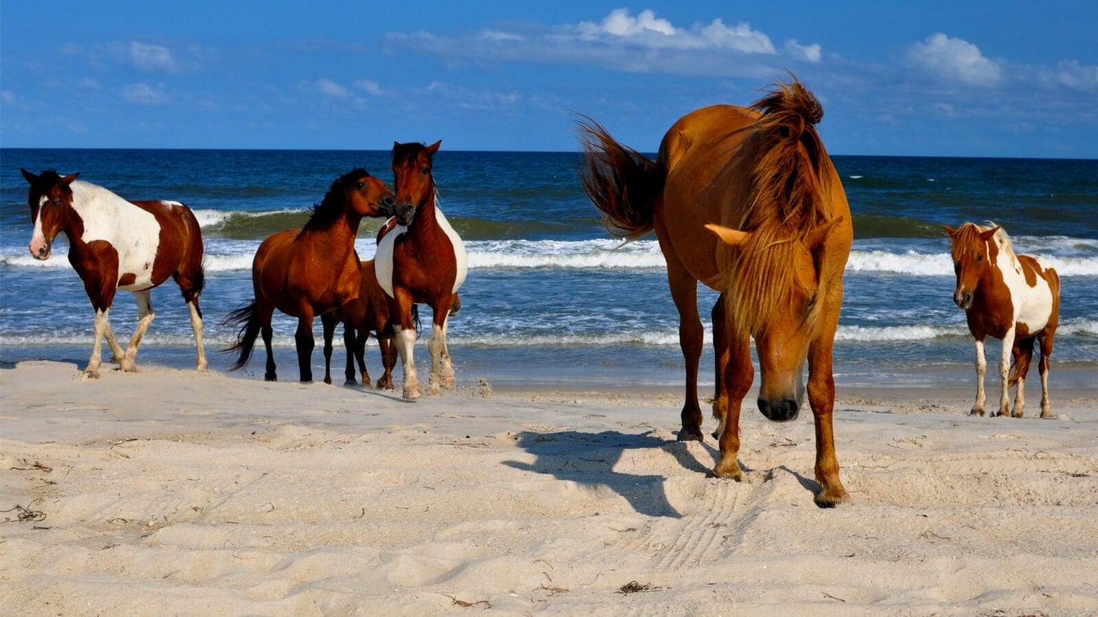 Wild Horses at Atlantic Seashore Beach