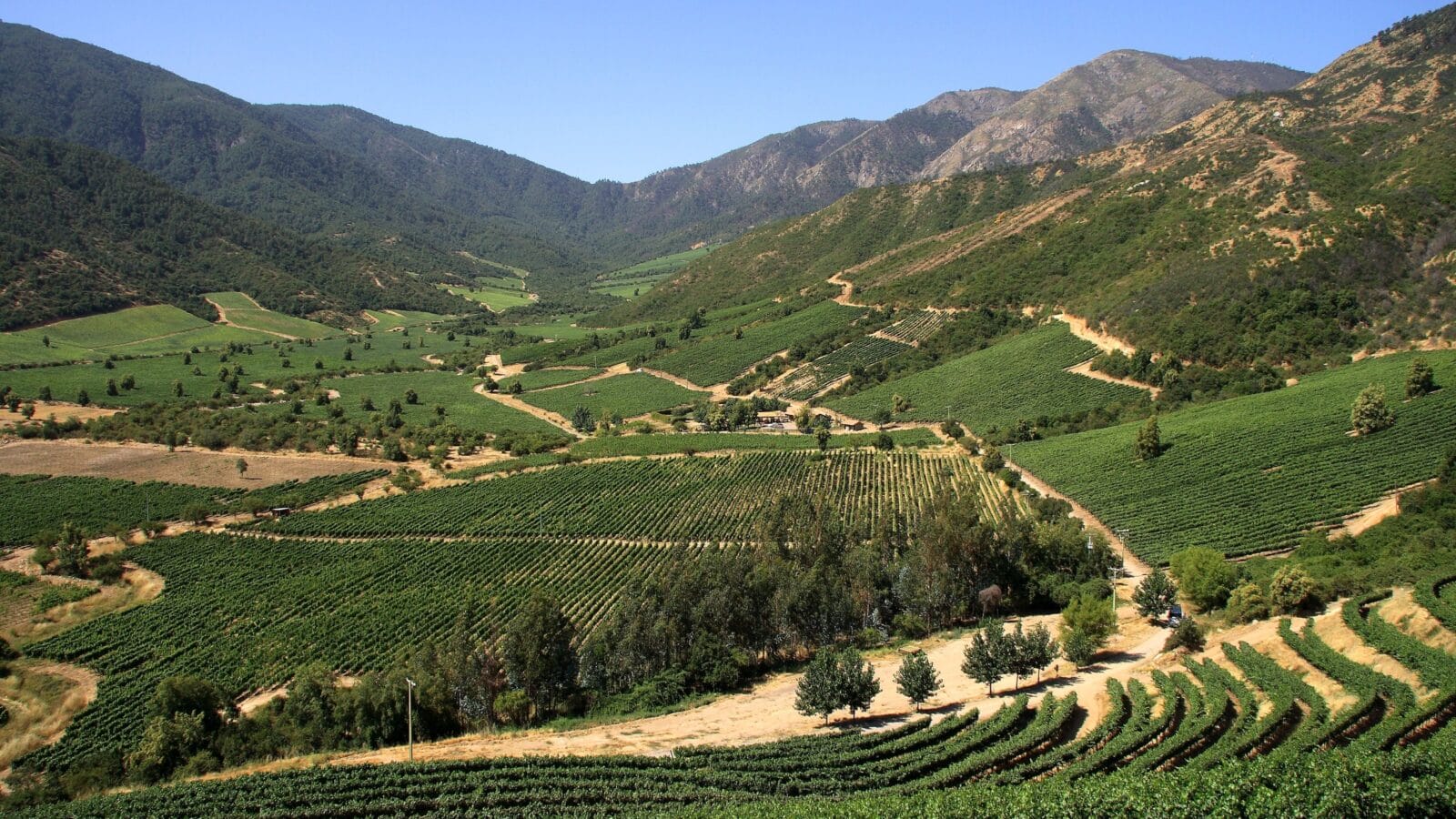 Landscape of vineyards in Chile