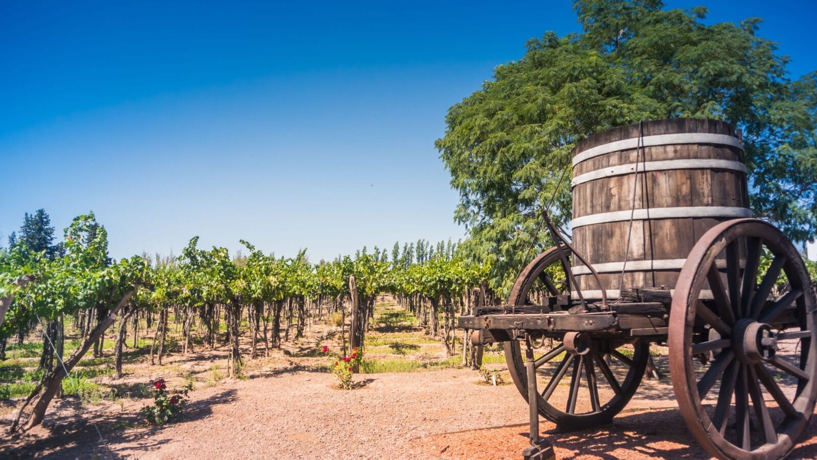 Vineyards in the province of Mendoza in Argentina