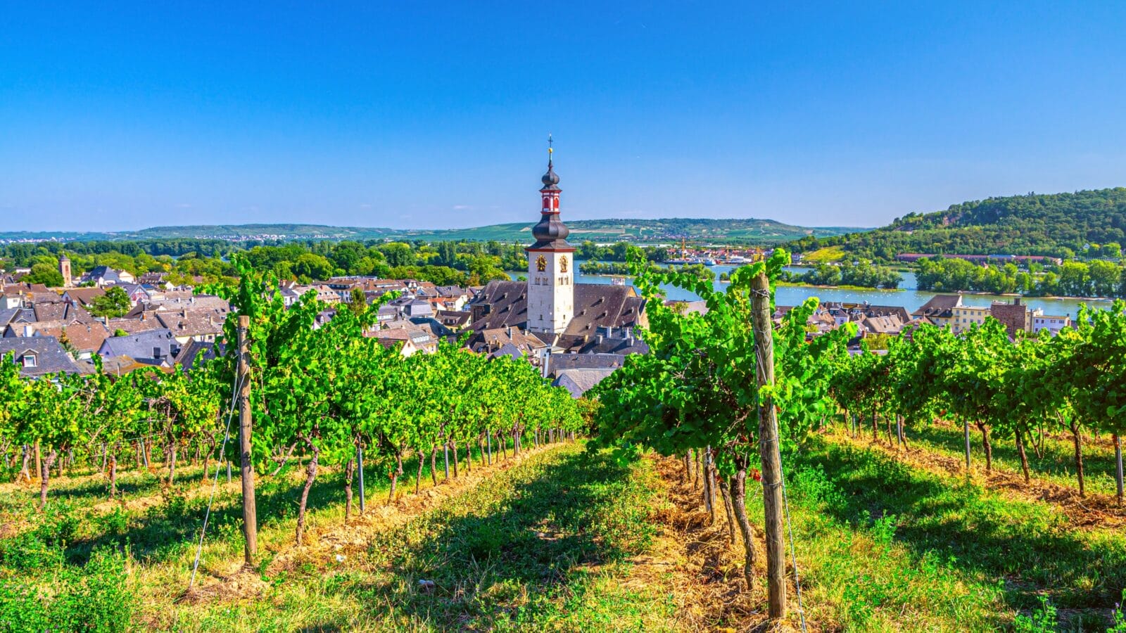 Aerial view of vineyards Rheingau wine region
