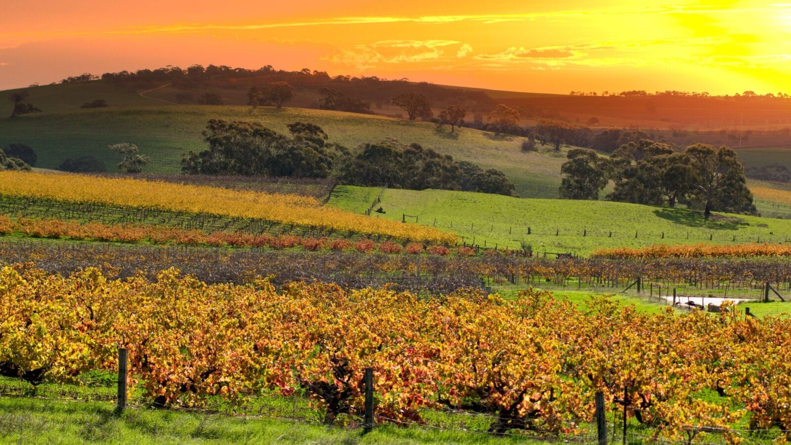 Barossa Valley Vineyards