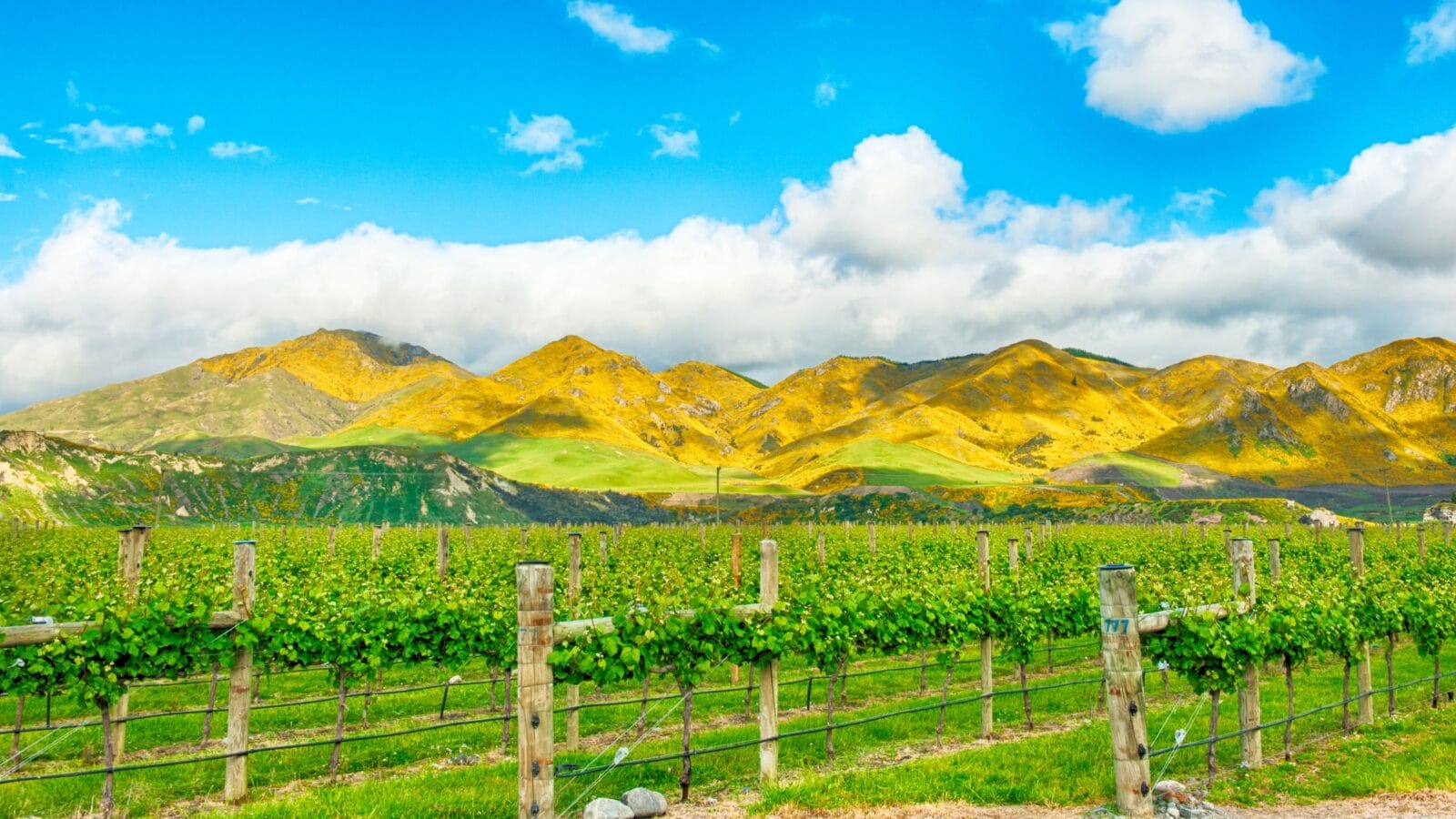 Beautiful mountains of New Zealand covered by blooming yellow gorse and winery in the front