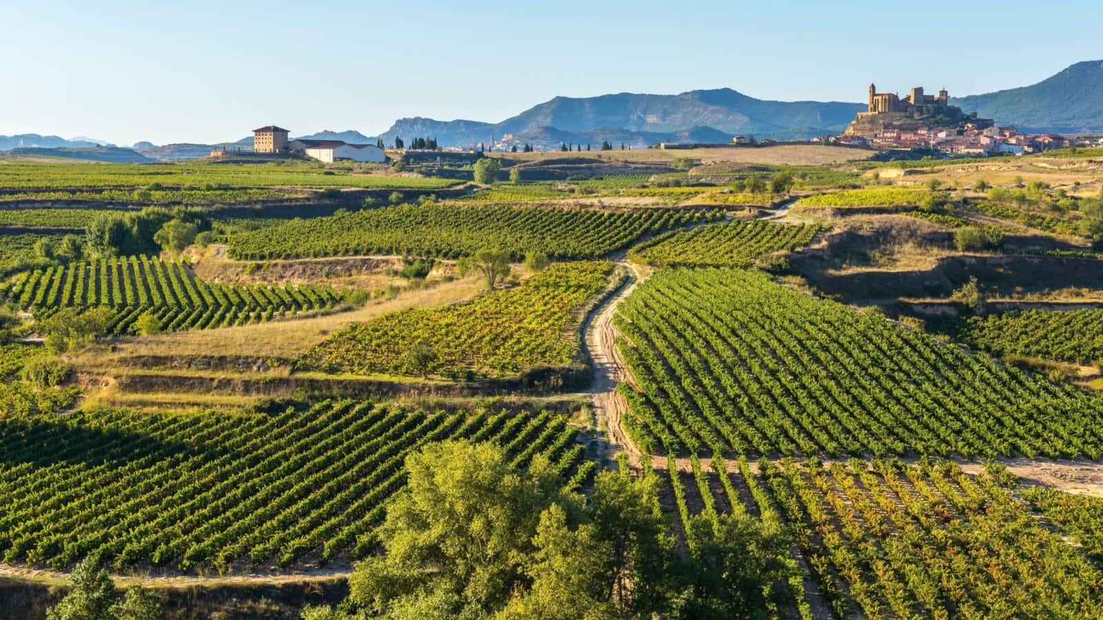 Vineyard