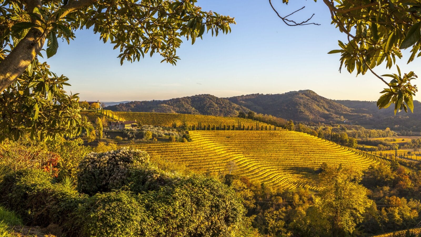 Vineyard in autumn