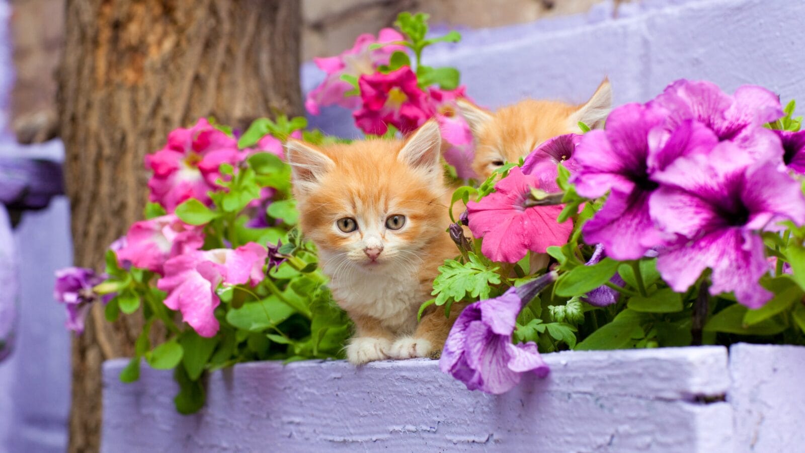 Yellow kitten between pink flowerbed.