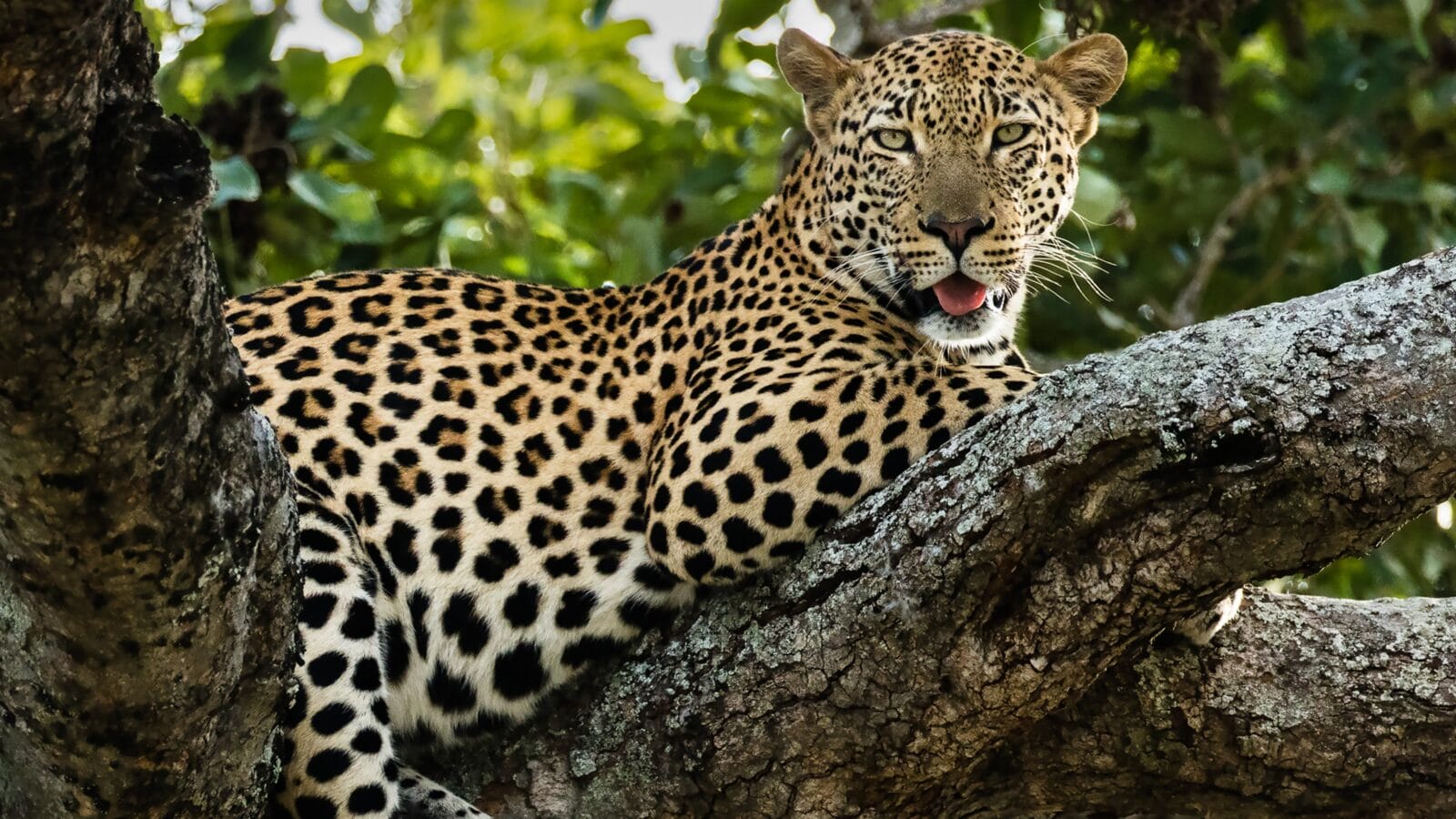 A very content looking leopard lying in a tree.