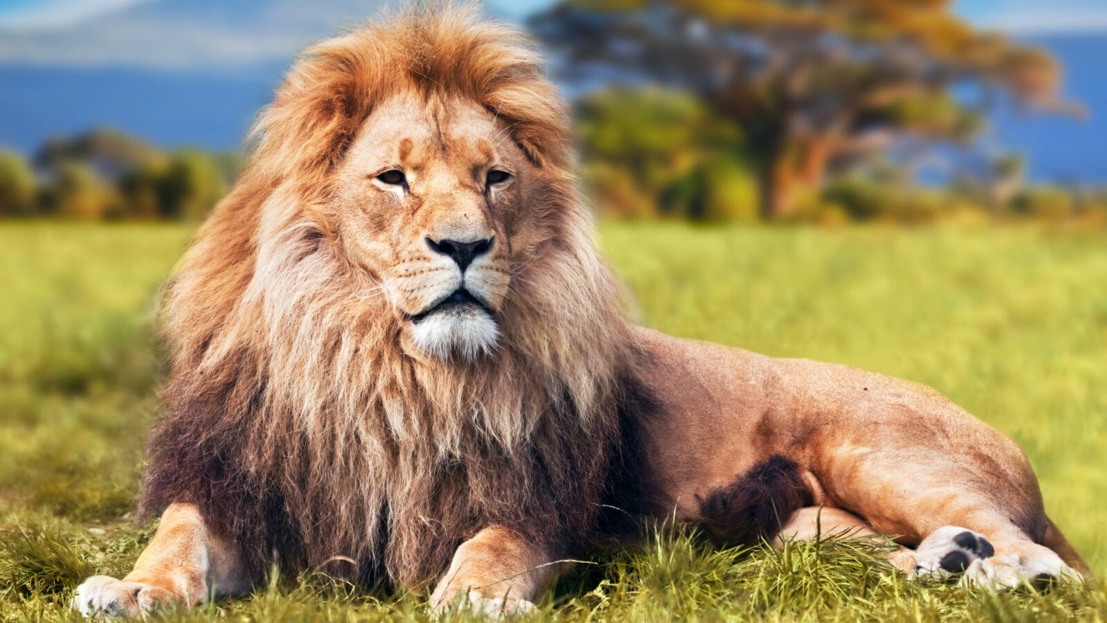 Big lion lying on savannah grass.
