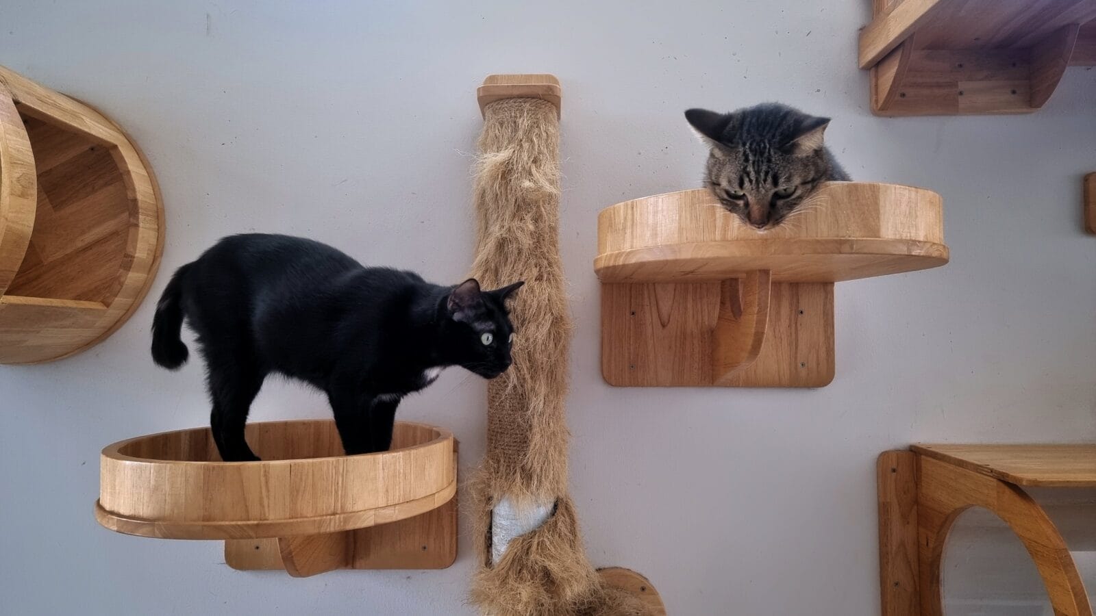 Two cats climbing on a climbing shelves.