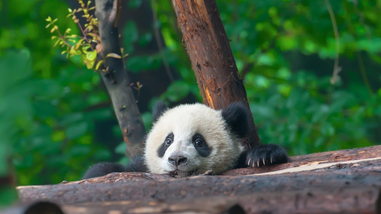 Panda bear head sticking out.