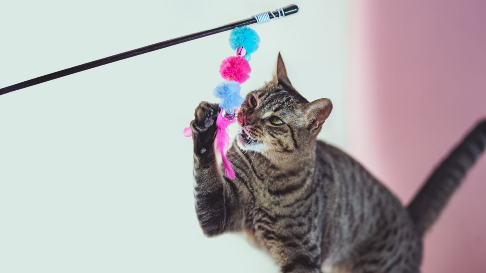 A cat playing with a wand.