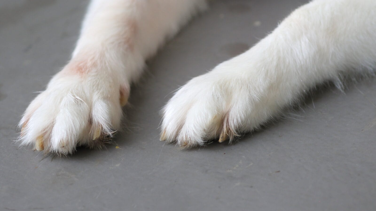 Dog paws on a scratch pad.