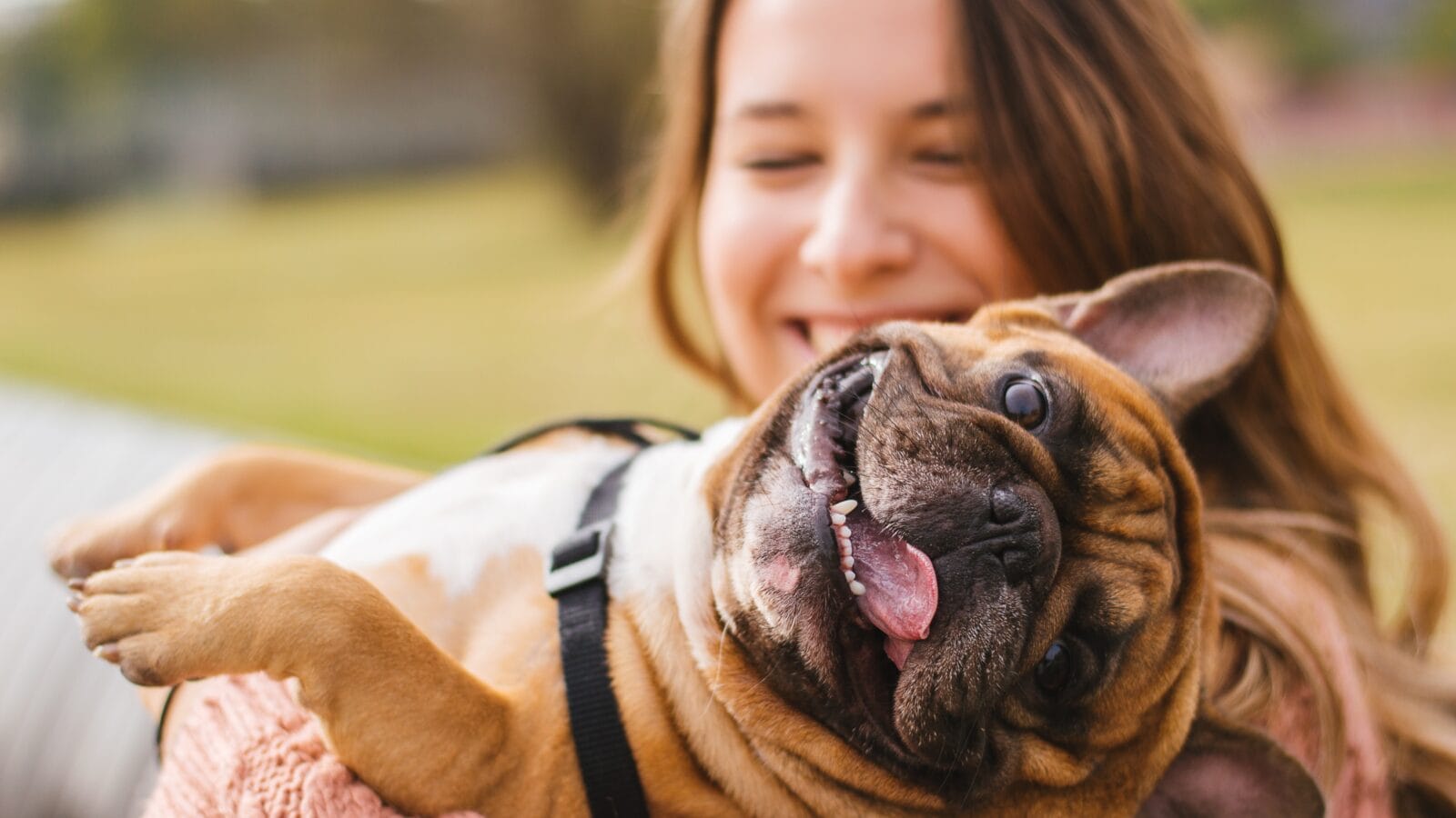A dog with owner at the park playing.
