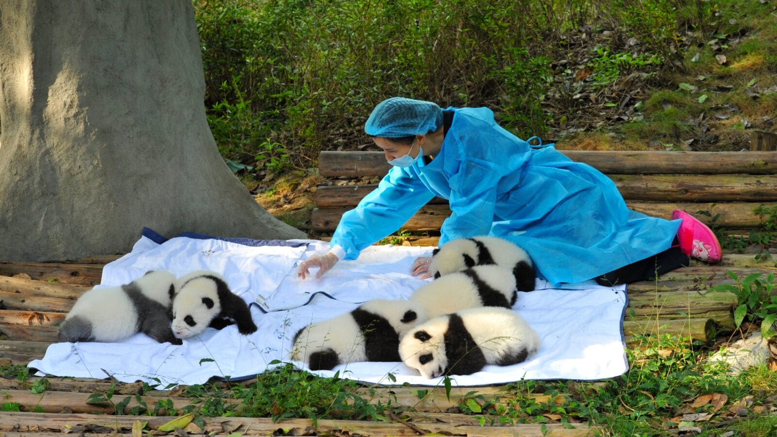A caretaker inspects young panda cub.