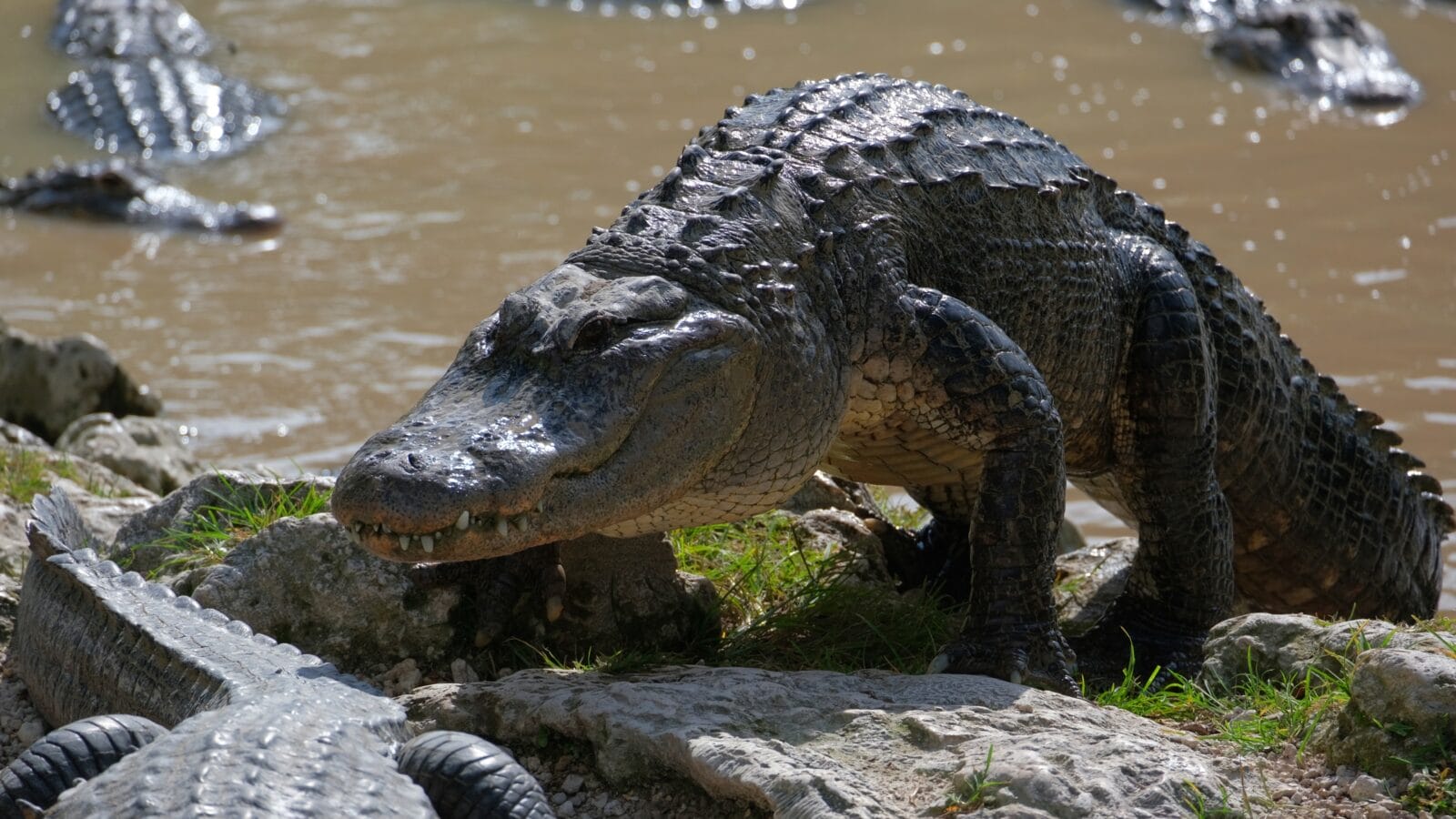 Big alligator coming out of the water.